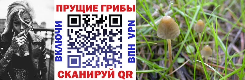 закладки  KRAKEN онион  Галлюциногенные грибы мицелий  Петрозаводск 